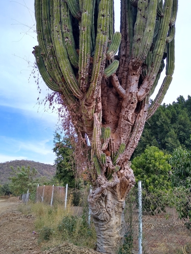 Pachycereus pecten-aboriginum (Pachycereus pecten-aboriginum)