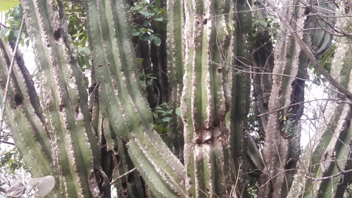 Pachycereus pecten-aboriginum (Pachycereus pecten-aboriginum)
