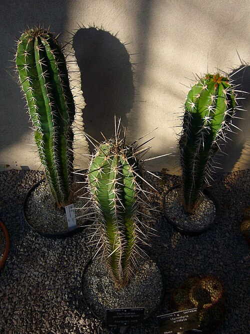 Pachycereus pecten-aboriginum: Aborinine's com - Pachycereus pecten-aboriginum