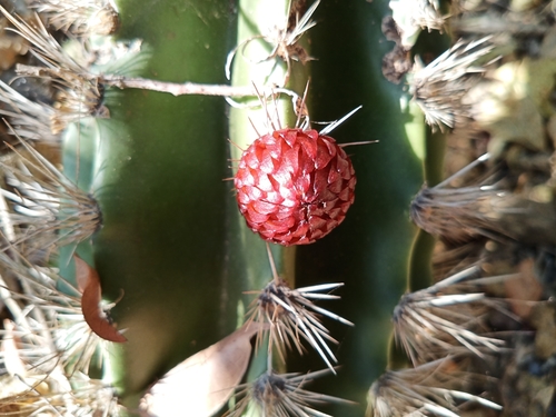 Pachycereus pecten-aboriginum (Pachycereus pecten-aboriginum)