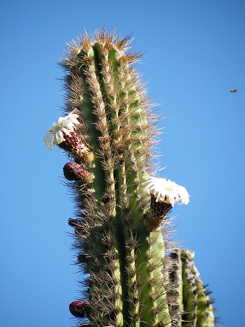 Pachycereus pecten-aboriginum: Guaymuchil, Sinaloa