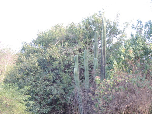 Pachycereus pecten-aboriginum (Pachycereus pecten-aboriginum)
