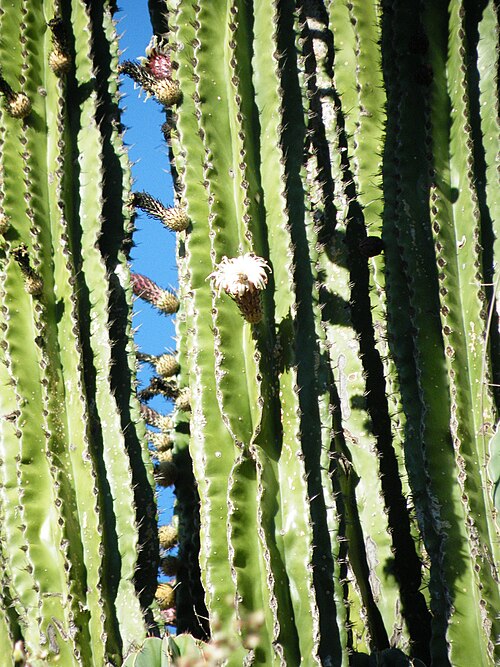Pachycereus pecten-aboriginum: Alamos, Sonora