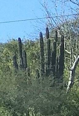 Pachycereus pecten-aboriginum (Pachycereus pecten-aboriginum)