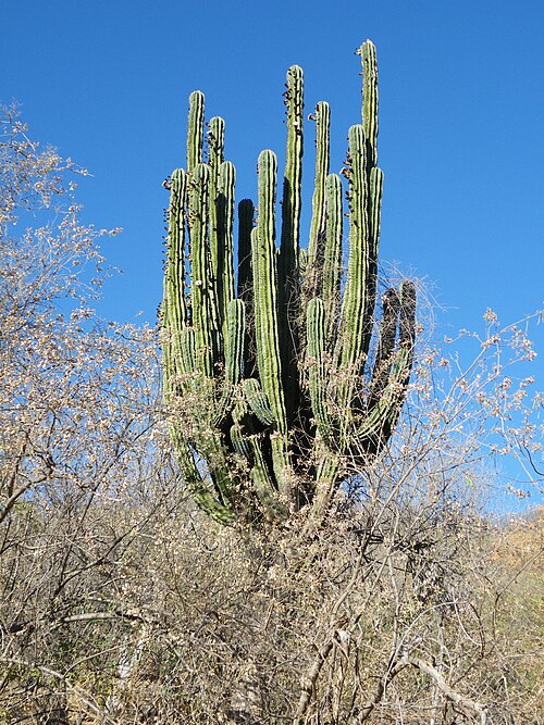 Pachycereus pecten-aboriginum: Alamos, Sonora