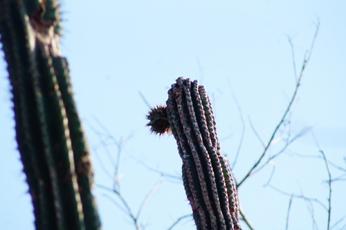 Pachycereus pecten-aboriginum (Pachycereus pecten-aboriginum)