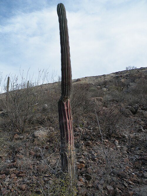Elephant cactus: La Paz 2, Baja California Sur