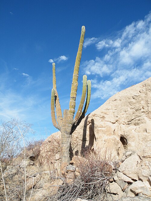 Elephant cactus: La Paz 3, Baja California Sur