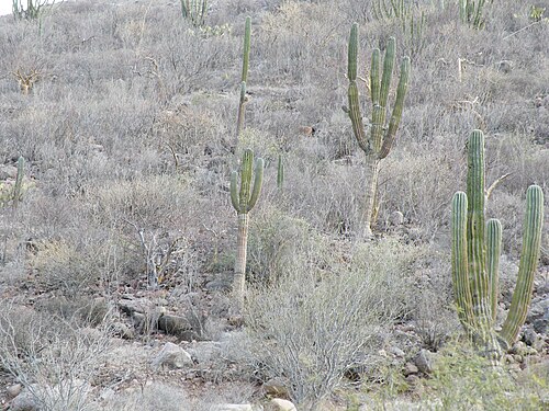 Elephant cactus: La Paz 2, Baja California Sur