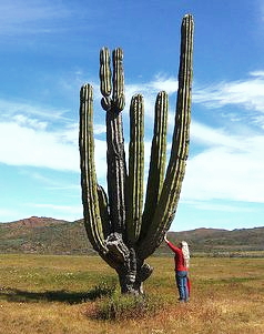 Elephant cactus