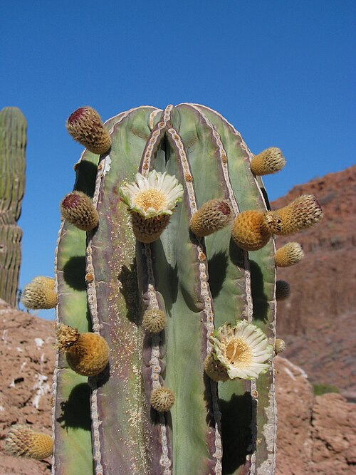 Elephant cactus: Blooming Cardon Cactus