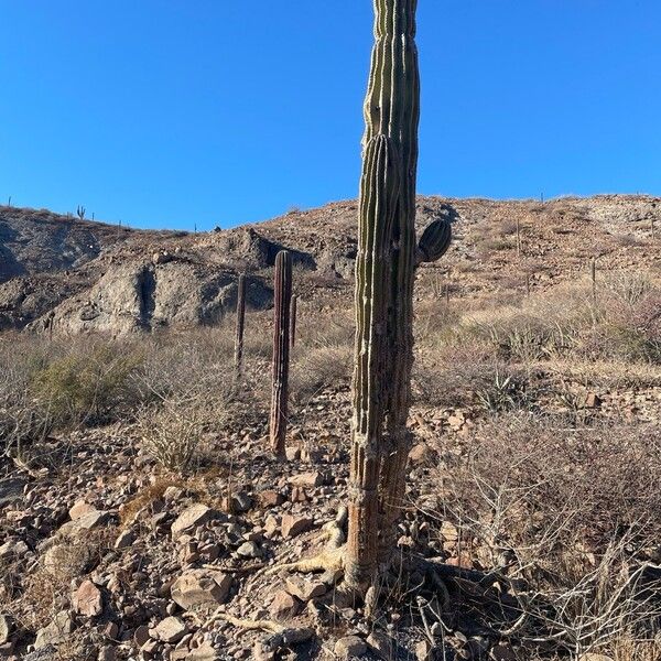 Elephant cactus (Pachycereus pringlei)