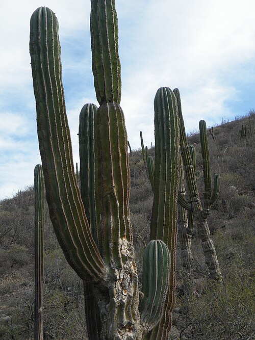 Elephant cactus: La Paz 2, Baja California Sur