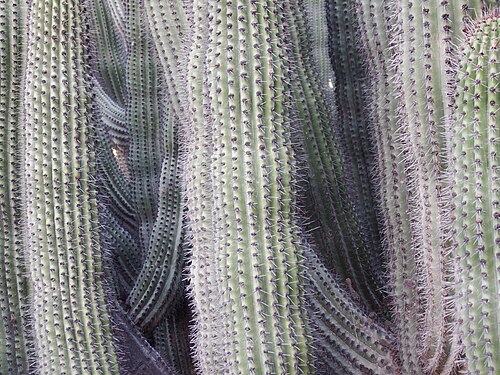 Elephant cactus: This close up of a single plant shows multiple large, vertical trunks, some with a wave-like pattern. Taken in Cabo Pulmo, Baja California Sur, Mexico.