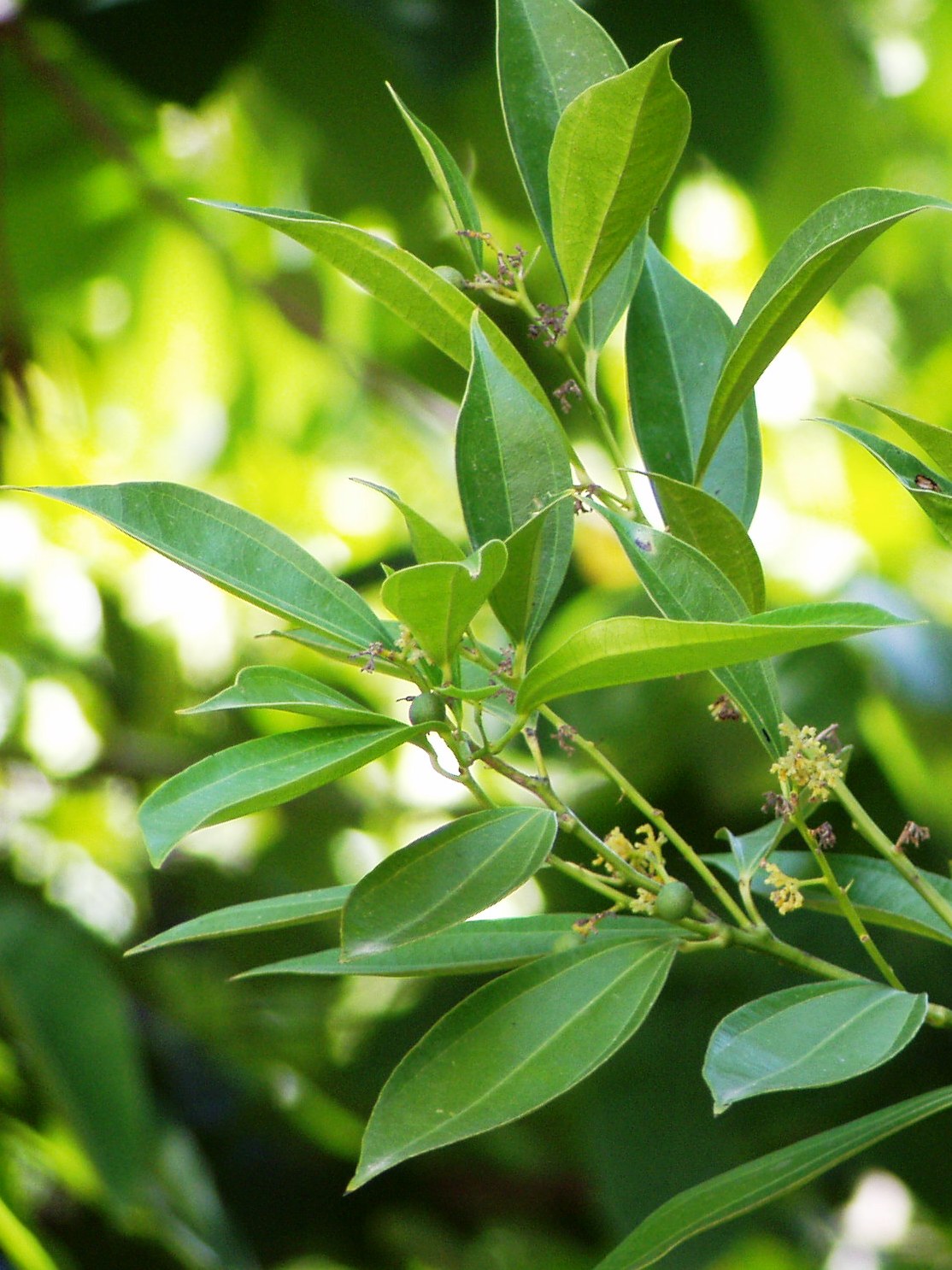 Laurel-leaf snailseed: Snailseed. Lisbon Botanic Garden, Portugal.