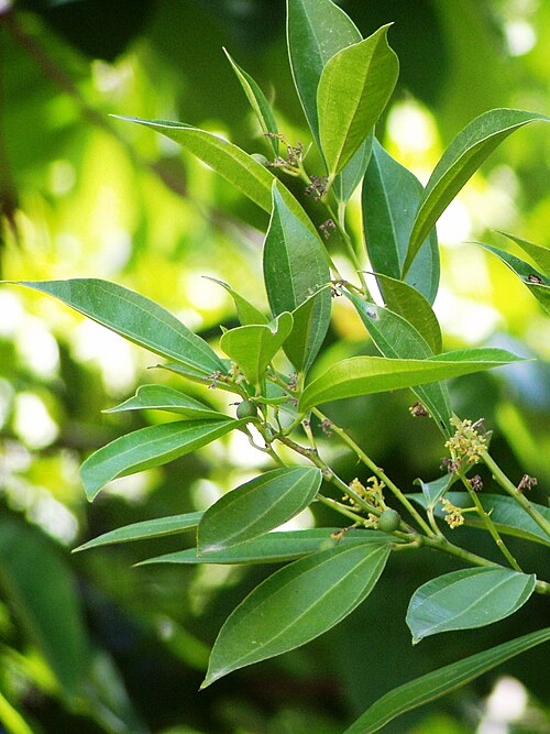 Laurel-leaf snailseed: Snailseed. Lisbon Botanic Garden, Portugal.