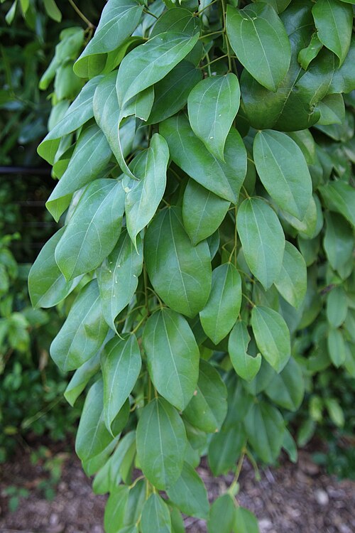 Pachygone ovata: Pachygone ovata Darwin, Australia