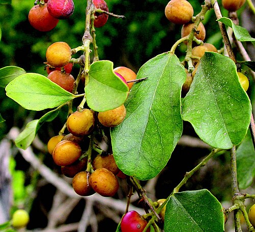 Pachygone ovata: Pachygone ovata