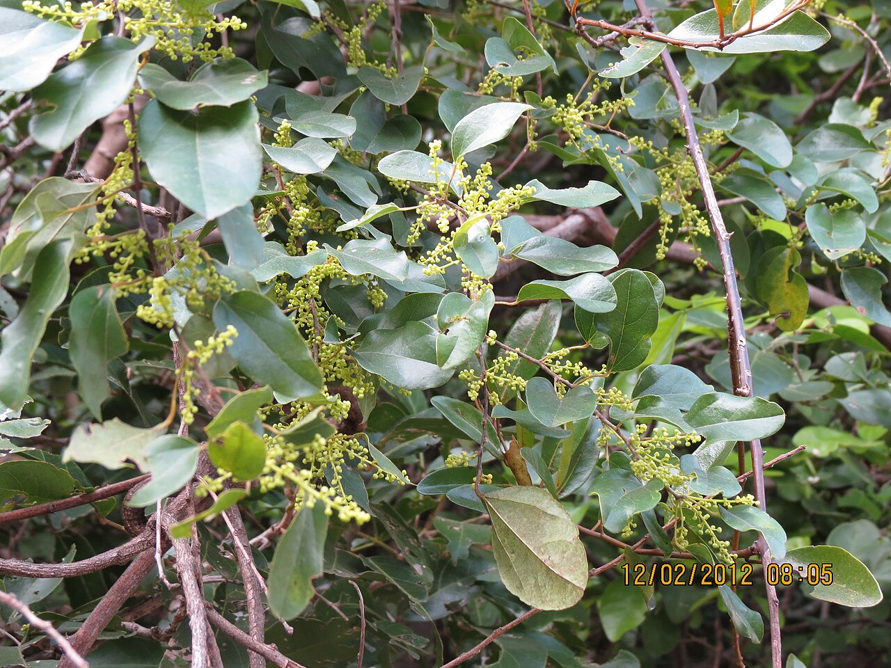 Pachygone ovata: Family: Menispermaceae Distribution; Common on hedges and thickets, prominent by its drooping branches and yellow racemes.distributed in Peninsular India, SriLa