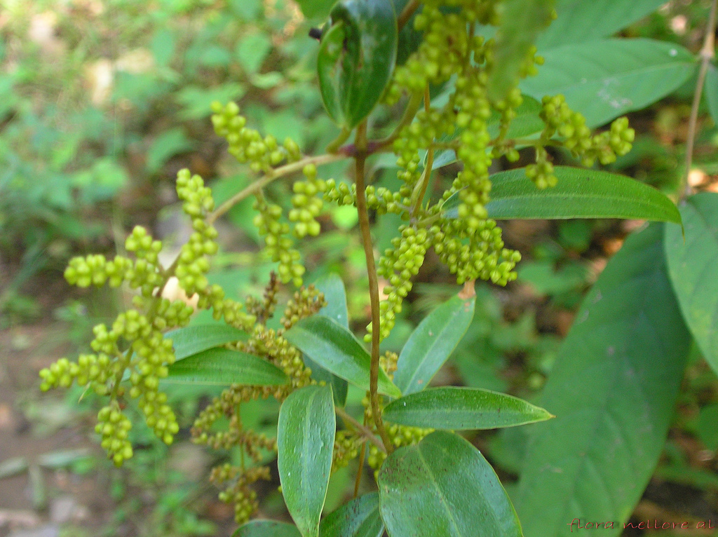 Pachygone ovata: Family: Menispermaceae Distribution; Common on hedges and thickets, prominent by its drooping branches and yellow racemes.distributed in Peninsular India, SriLa