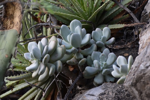 Pachyphytum bracteosum (Pachyphytum bracteosum)