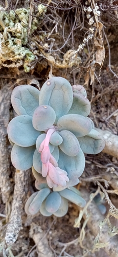 Pachyphytum caesium (Pachyphytum caesium)