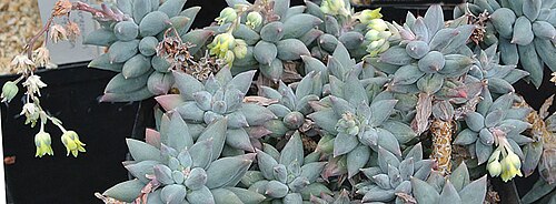 Pachyphytum coeruleum: A Mexican genus of the Crassulaceae family. UC Berkeley Botanical Gardens.