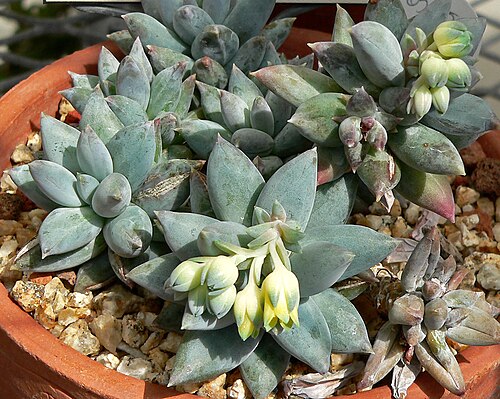 Pachyphytum coeruleum: Pachyphytum coeruleum at the University of California Botanical Garden , Berkeley, California