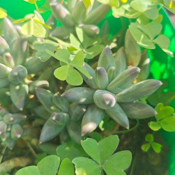 Pachyphytum compactum (Pachyphytum compactum)