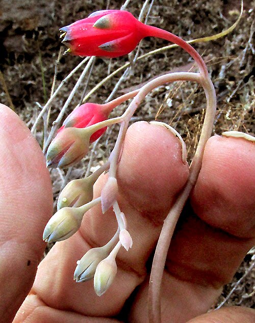 Pachyphytum compactum: Little Jewel, Pachyphytum compactum, inflorescence