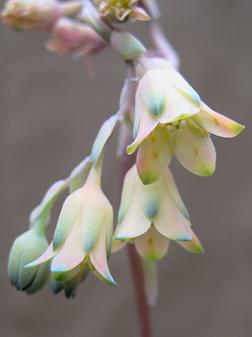 Pachyphytum compactum: Flowers of Pachyphytum compactum