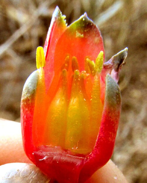 Pachyphytum compactum: Little Jewel, Pachyphytum compactum, dissected flower showing stamens and pistils