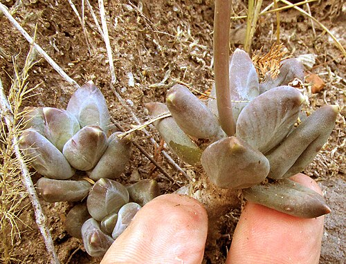 Pachyphytum compactum: Little Jewel, Pachyphytum compactum, leaves