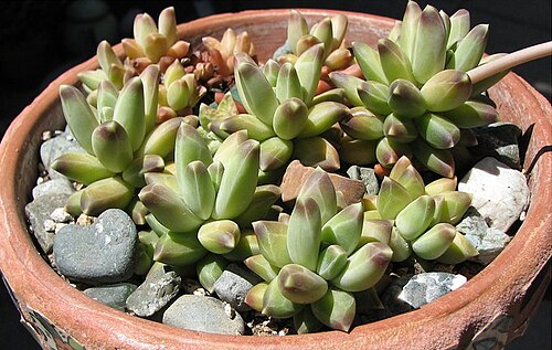 Pachyphytum compactum: Pachyphytum compactum