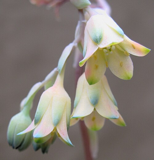 Pachyphytum compactum: Close-up of flowers of Pachyphytum compactum