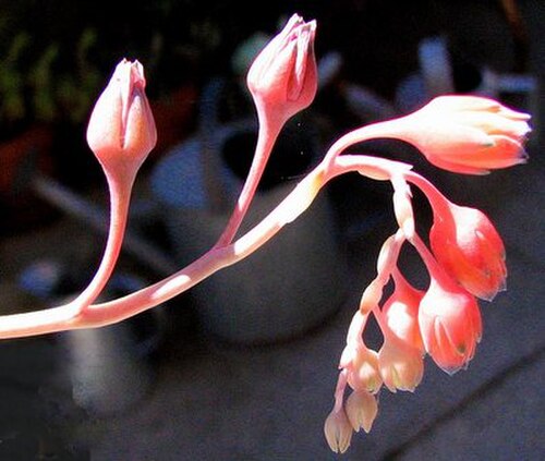 Pachyphytum compactum: Pachyphytum compactum