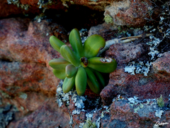 Pachyphytum fittkaui (Pachyphytum fittkaui)