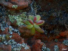 Pachyphytum fittkaui (Pachyphytum fittkaui)