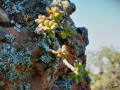 Pachyphytum fittkaui (Pachyphytum fittkaui)