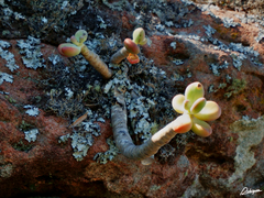 Pachyphytum fittkaui (Pachyphytum fittkaui)