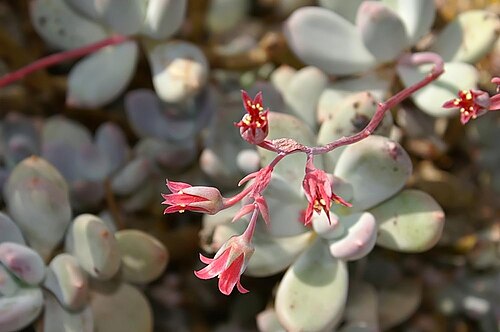 Pachyphytum glutinicaule: Location taken: the New York Botanical Garden. Names: Pachyphytum glutinicaule Moran, Pachyphytu Classification: Plantae > Magnoliophyta > Magnoliopsida > Saxif