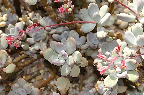 Pachyphytum glutinicaule: Location taken: the New York Botanical Garden. Names: Pachyphytum glutinicaule Moran, Pachyphytu Classification: Plantae > Magnoliophyta > Magnoliopsida > Saxif