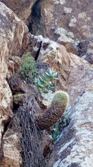 Pachyphytum hookeri (Pachyphytum hookeri)