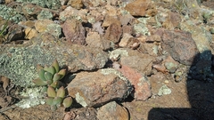 Pachyphytum hookeri (Pachyphytum hookeri)