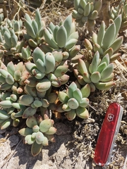 Pachyphytum hookeri (Pachyphytum hookeri)