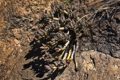 Pachyphytum hookeri (Pachyphytum hookeri)