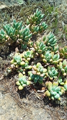 Pachyphytum hookeri (Pachyphytum hookeri)