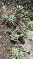 Pachyphytum hookeri (Pachyphytum hookeri)