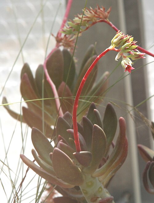 Pachyphytum kimnachii: Pachyphytum kimnachii im Botanischen Garten Dresden