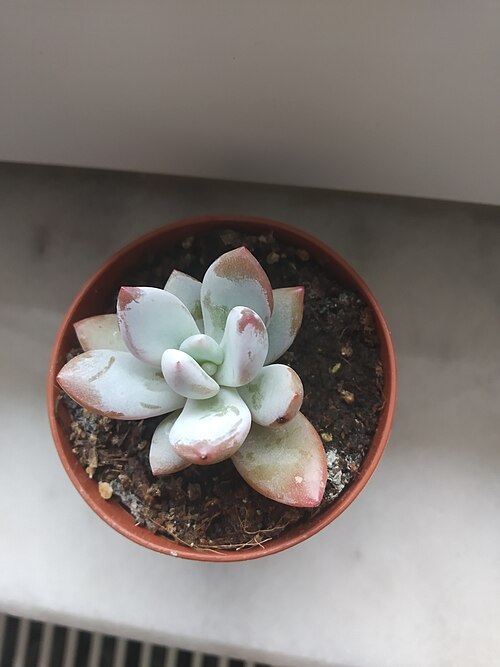 Sugaralmond plant, moonstone: Pachyphytum oviferum 1 - 18.03.2020